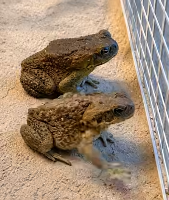 The Chilling Truth About Why Toads Are Suddenly Infesting Your Property